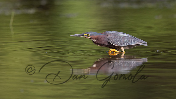 Green Heron