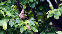 Northern Cardinal