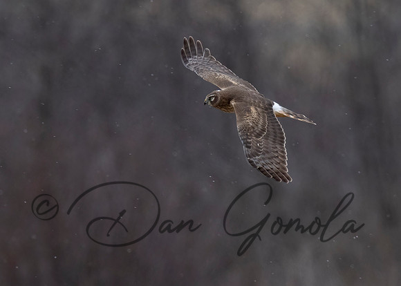 Northern Harrier