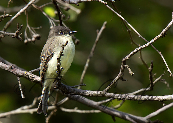 Eastern Phoebe