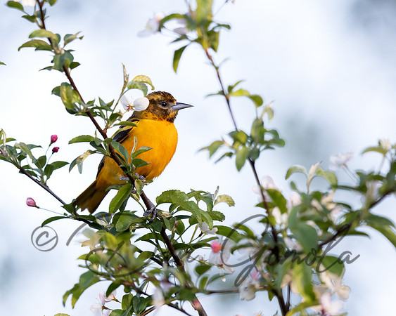Baltimore Oriole
