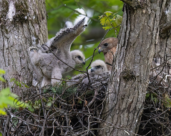 Red-shouldered Hawk