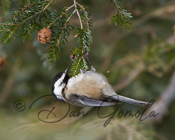 Black-capped Chickadee