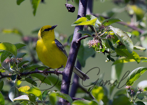 Blue-winged Warbler