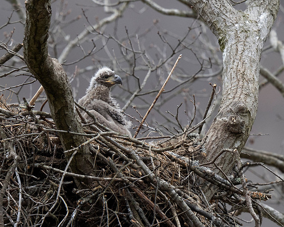 Bald Eagle