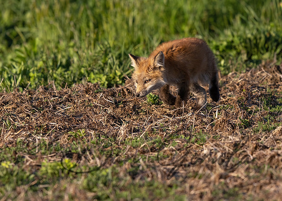 Red Fox