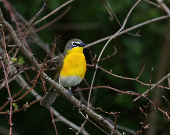 Yellow-breasted Chat