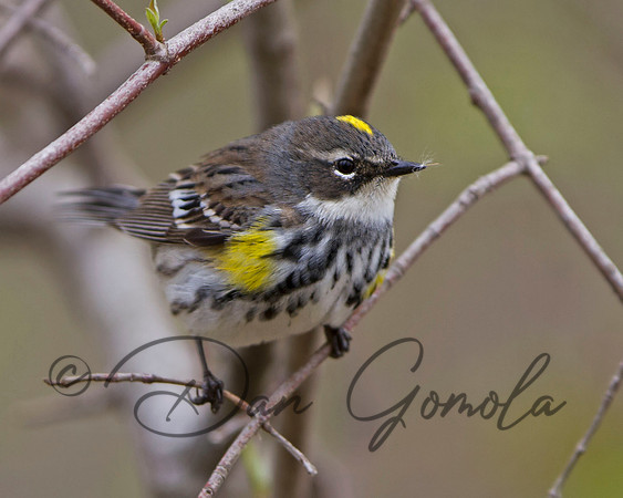 Yellow-rumped Warbler
