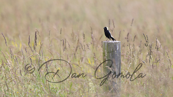 Bobolink
