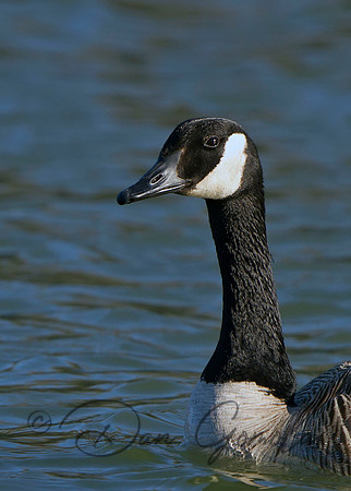 Canada Goose