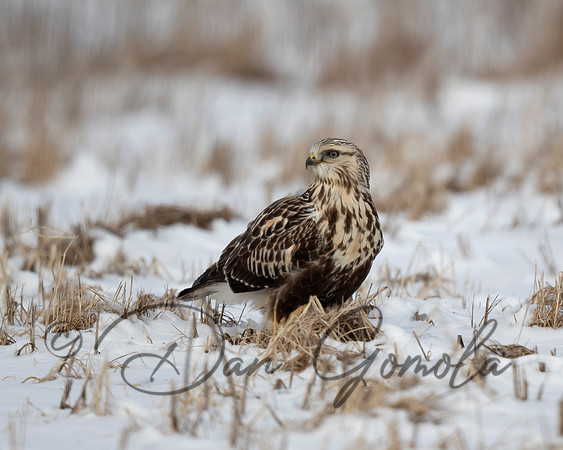 Rough-legged Hawk