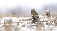 Short-eared Owl