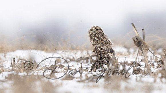 Short-eared Owl