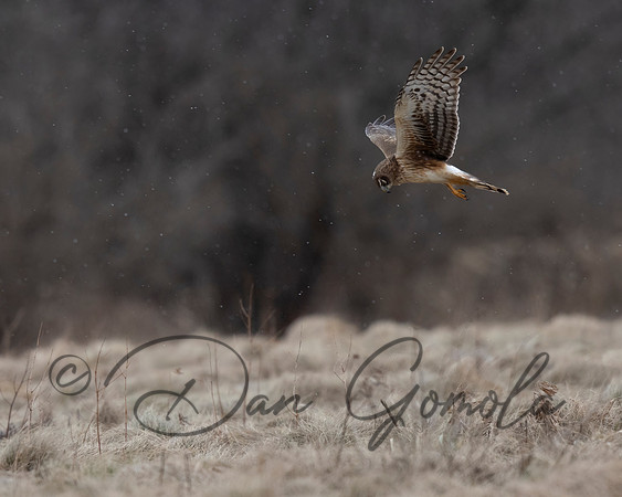 Northern Harrier