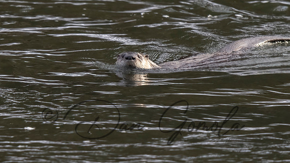 River Otter