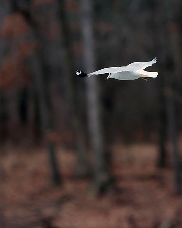 Ring-billed Gull