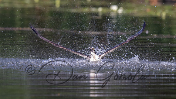 Osprey
