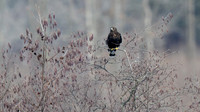 Rough-legged Hawk