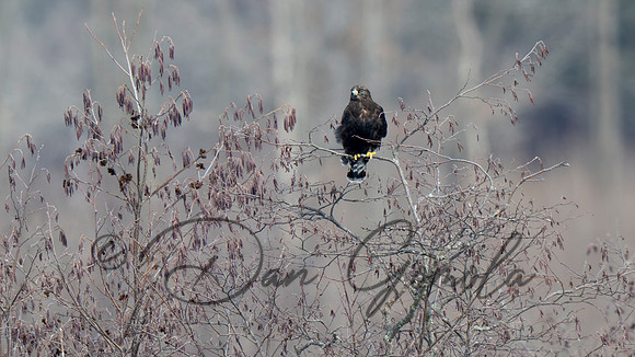 Rough-legged Hawk