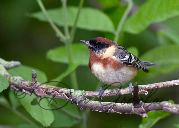 Bay-breasted Warbler