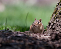 Eastern Chipmunk