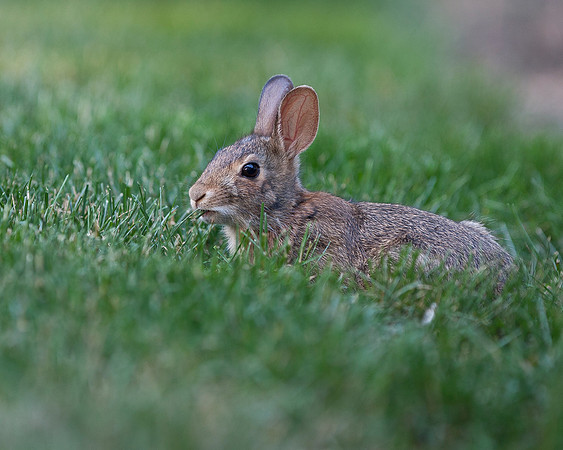 Cottontail Rabbit