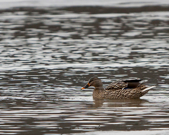 Mallard Duck
