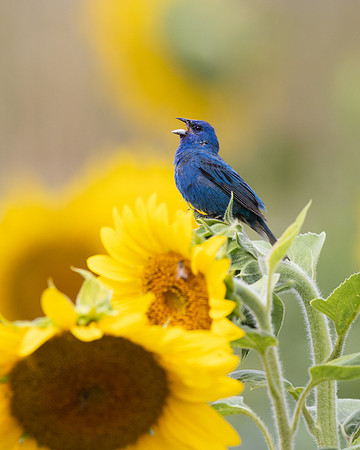 Indigo Bunting