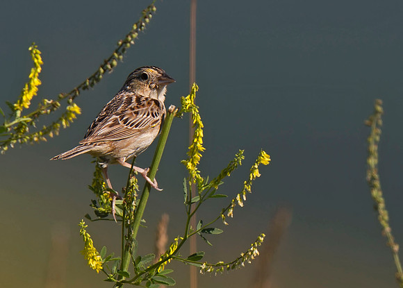 Savannah Sparrow