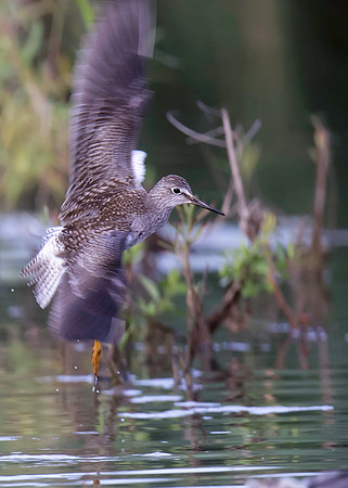 Lesser Yellowlegs