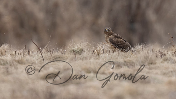 Northern Harrier