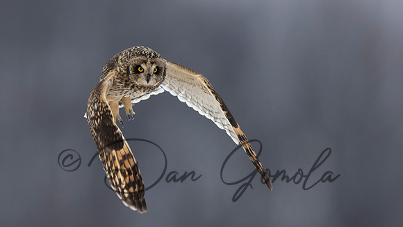 Short-eared Owl