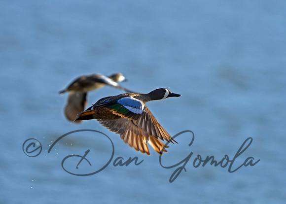 Blue-winged Teal