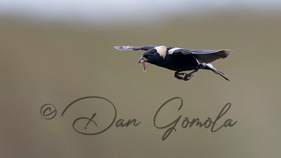 Bobolink