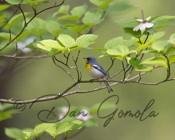 Northern Parula