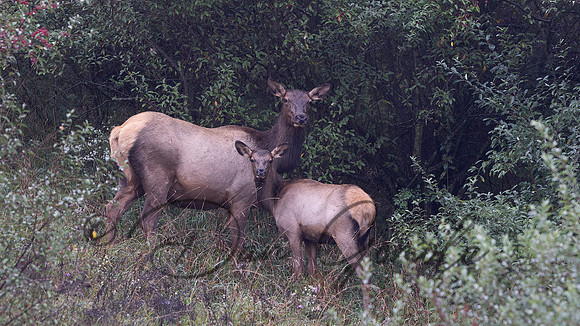 PA Elk (October, 2024)
