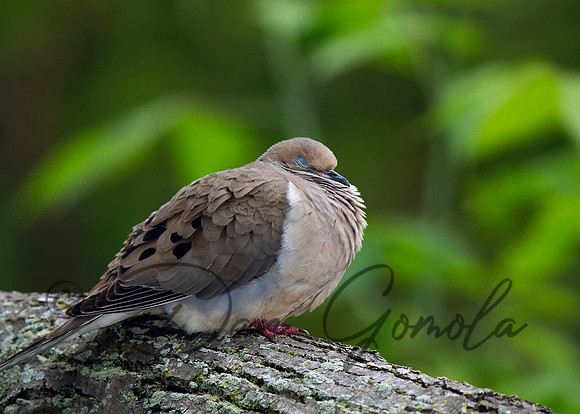 Mourning Dove
