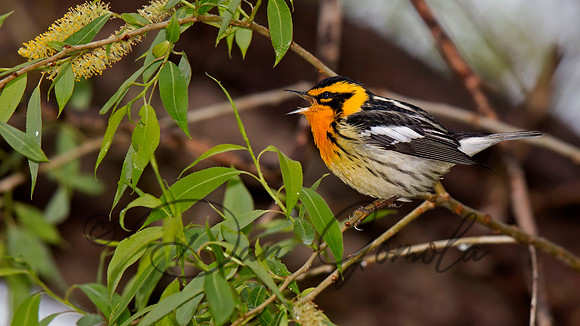 Blackburnian Warbler