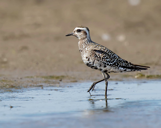 American Golden-Plover