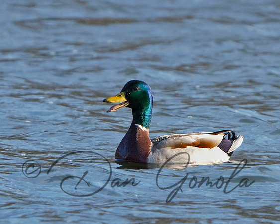 Mallard Duck