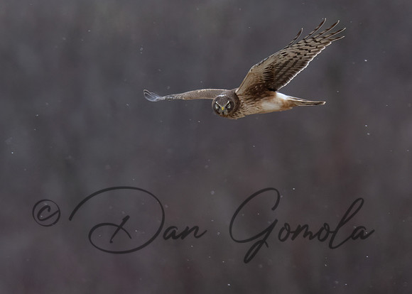 Northern Harrier