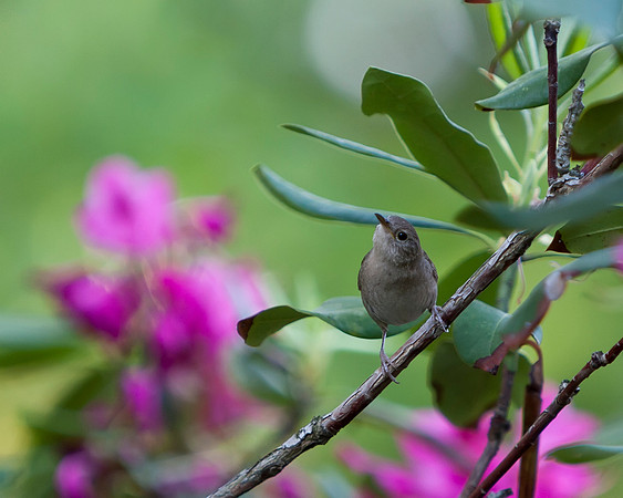 House Wren