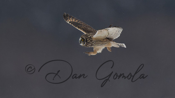Short-eared Owl