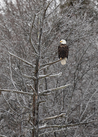 Bald Eagle