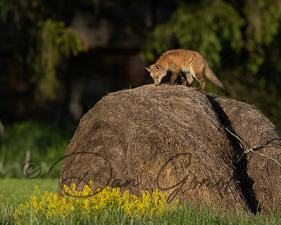 Red Fox