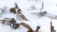 Horned Lark