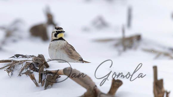 Horned Lark