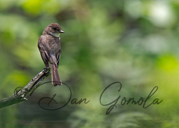 Eastern Phoebe