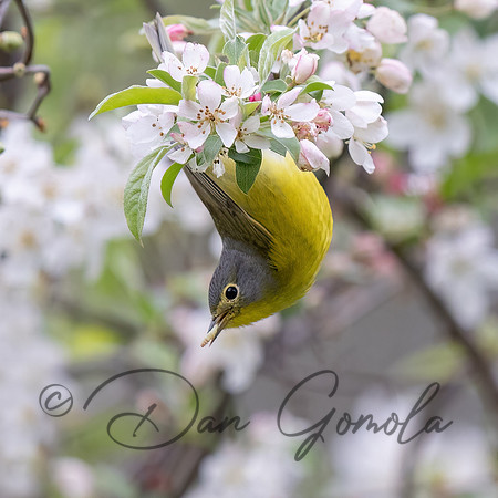 Nashville Warbler
