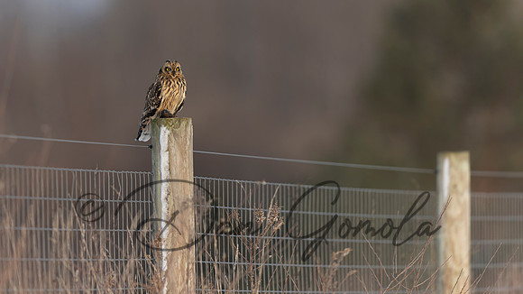 Short-eared Owl